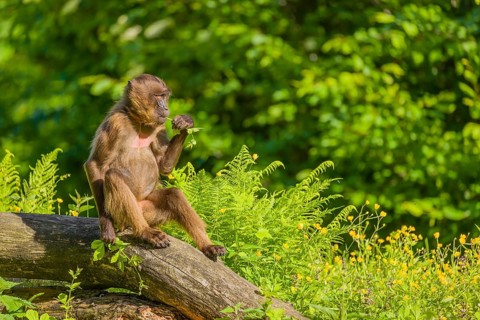 A male Gelada (Theropithecus gelada), or bleeding-heart monkey sits on a log lying in dense green