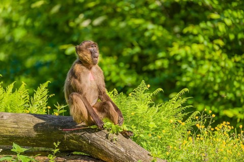 A male Gelada (Theropithecus gelada), or bleeding-heart monkey sits on a log lying in dense green