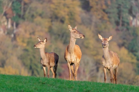 Two adult red deer hinds (Cervus elaphus) and a calf are standing in a meadow in the beautiful