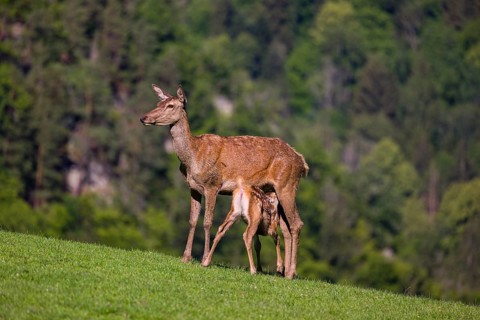One red deer doe (Cervus elaphus) stands on a meadow and suckles her fawn. A forest in the distant