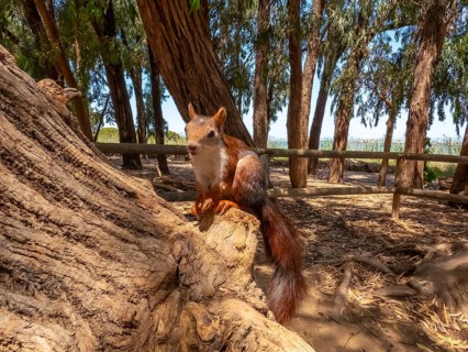 Red squirrel perched on a weathered log within the natural park of las lagunas de la mata and
