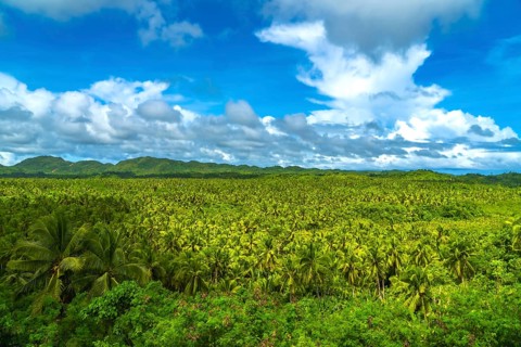 Vast coconut plantation covering siargao island landscape under a cloudy sky, a tropical paradise