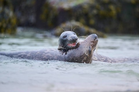 Grey seal (Halichoerus grypus) playing with each other in the water, sea, Düne, Helgoland,