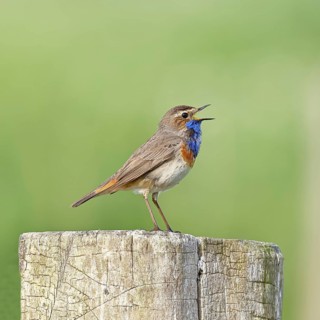 Bluethroat (Luscinia svecica cyanecula), male, singing on a pasture fence post, wildlife, Lembruch,