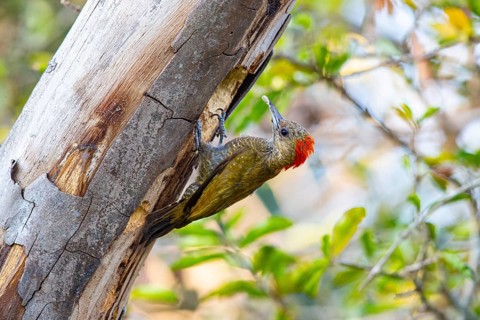 Pileated Woodpecker (Veniliornis passerinus) Pantanal Brazil