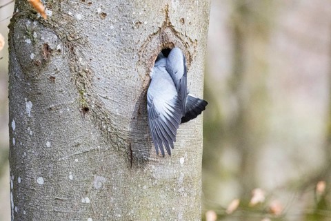 Stock Dove (Columba oenas) at Black Woodpecker Cave Germany