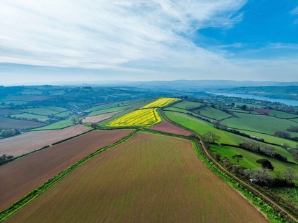 Rapeseed fields over the River Teign from a drone, Teignmouth, Shaldon, Devon, England, United