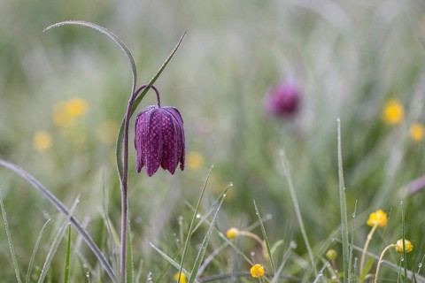 Snake's Head Fritillary (Fritillaria meleagris), Lower Saxony, Germany, Europe