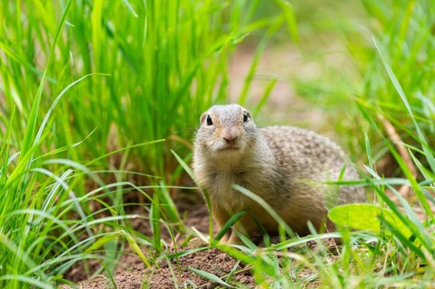 European ground squirrel (Spermophilus citellus) on a meadwo, Bavaria, Germany, Europe