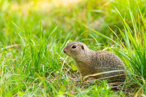European ground squirrel (Spermophilus citellus) on a meadwo, Bavaria, Germany, Europe