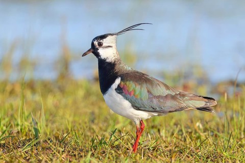 Lapwing (Vanellus vanellus) adult bird foraging in wet meadow, wildlife, animals, birds, plover