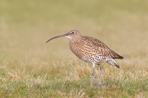 Eurasian curlew (Numenius arquata) standing in a meadow, Wildlife, Animals, Birds, Snipe family