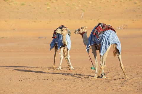 Dromedaries (Camelus dromedarius) with saddle in the Wahiba Sands or Rimal Al Wahiba or Sharqiyya