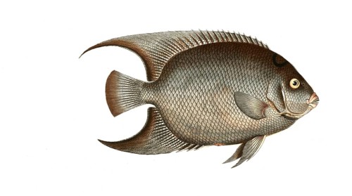 Fish, Fish, genus Butterflyfish, Butterflyfish, Chaetodon ciliaris, the hairy Angel-Fish,