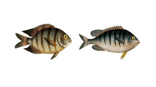 Fish, Fish, Genus butterflyfish, Butterflyfish, Chaetodon bengalensis, the Bengal clifffish. right: