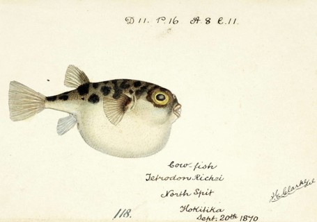 Pufferfish, Tetraodon gillbanksii, Arothron gillbanksii, a species of pufferfish in the family