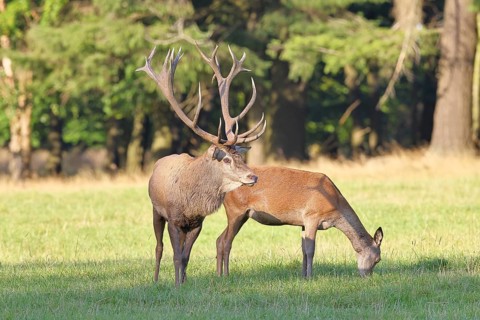 Red deer (Cervus elaphus) in rutting season, capital stag with doe in a forest clearing, wildlife,