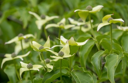 Kousa dogwood (Cornus kousa), North Rhine-Westphalia, Germany, Europe