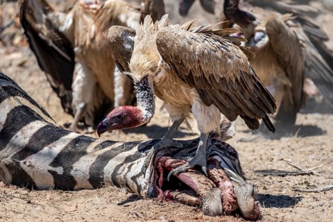 White-backed vulture (Gyps africanus) with bloody head sitting on the head of a dead plains zebra