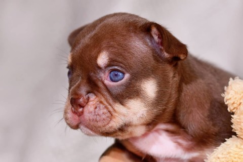 Portrait of Mocca Orange Tan French Bulldog puppy