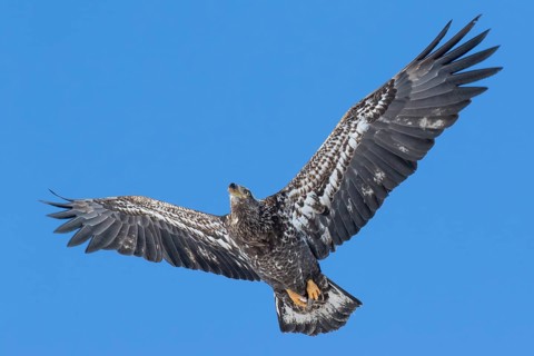 Juvenile bald eagle (Haliaeetus leucocephalus) flying under a blue sky. Region of Lanaudiere.