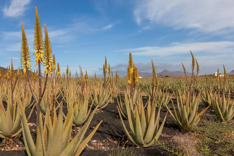 Aloe vera cultivation on Fuerteventura, Canary Islands, Spain, Europe