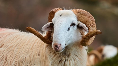 A sheep with twisted horns looks calmly into the camera, Kallikratis, Kallikratis Gorge, Sfakia,