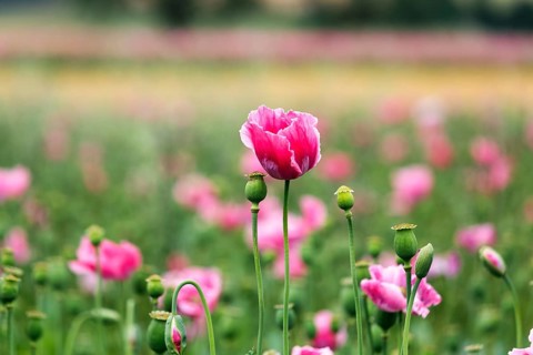 Opium poppy (Papaver somniferum), cultivation of edible poppy, poppy field, pink flowers and seed