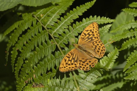 Silver-washed fritillary (Argynnis paphia) butterfly resting on a Bracken plant leaf in a woodland,