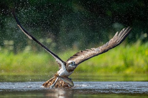 Western osprey (Pandion haliaetus) hunting, Aviemore, Scotland, Great Britain