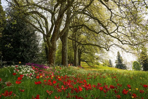 Park and flower meadow with colourful tulips, Mainau Island, Lake Constance, Baden-Württemberg,