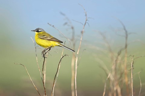 Yellow wagtail (Motacilla flava), male sitting on a thin blade of grass, singing station, Lake