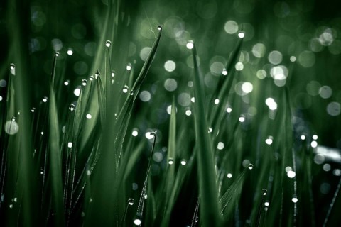 Blades of grass in detail with dewdrops, Mindelheim, Bavaria, Germany, Europe