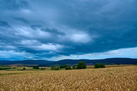 Wide wheat field (Triticum), in front of a hilly landscape under a cloudy sky at dusk, summer,