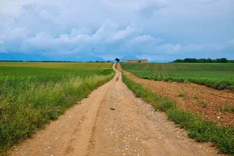Field path leads through a rural area with lavender fields (Lavandula), meadows, in the background