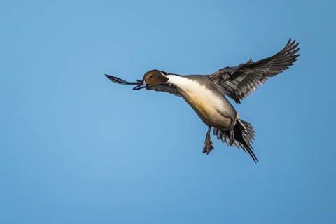 Northern Pintail, Anas acuta, male in flight over winter marshes