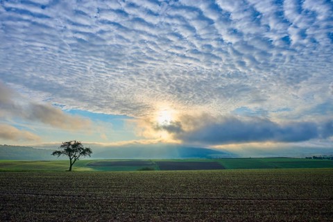 A lone apple tree (Malus Domestica), in a field at sunrise, surrounded by dramatic sky and rays of