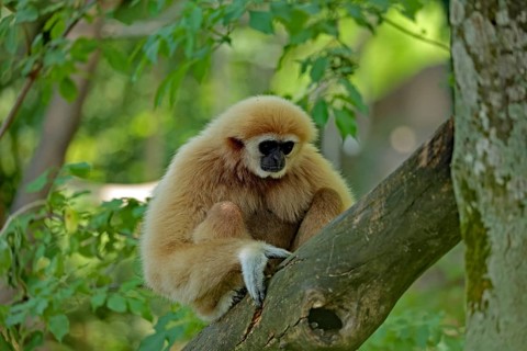 White-handed gibbon (Hylobates lar), captive