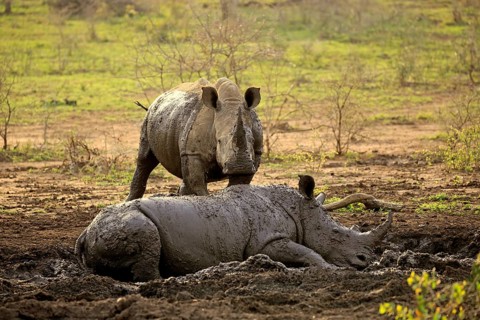 White rhino, white rhino (Ceratotherium simum), adult in mud bath, two animals, Hluhluwe Umfolozi