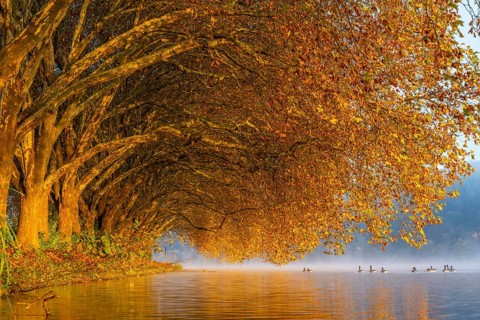 Autumn colours at the Platanen Allee, Hardenberg Ufer, lakeside path at Lake Baldeney, near Haus