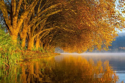 Autumn colours on the Platanen Allee, Hardenberg Ufer, lakeside path on Lake Baldeney, near Haus