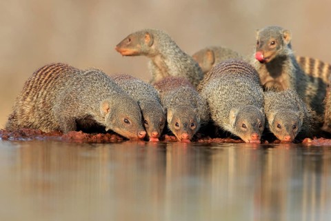 Zebra mongoose (Mungos mungo), adult, group, at the water, drinking, Kruger National Park, Kruger