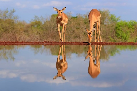 Black Heeler Antelope (Aepyceros melampus), adult, female, two, at the water, drinking, Kruger