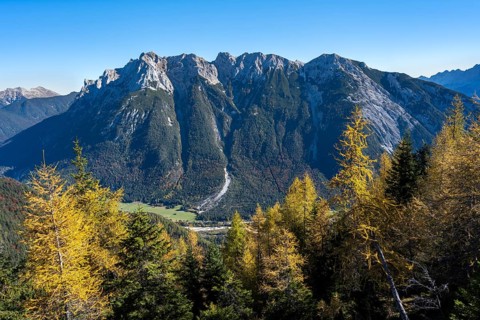 Autumnal mountain forest, yellow-coloured larches, ascent to the Große Arnspitze, view of mountain