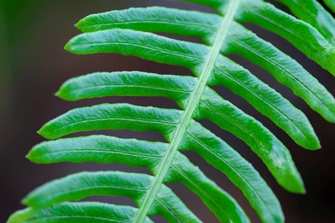 Ribbed fern (Blechnum spicant) Detail of fern frond, Lower Saxony, Germany, Europe