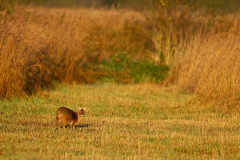 Chinese water deer (Hydropotes inermis) adult animal in a gap between a reedbed, England, United
