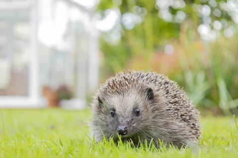 European hedgehog (Erinaceus europaeus) adult animal on a garden grass lawn, England, United