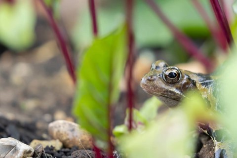 Common frog (Rana temporaria) adult amphibian in a garden vegetable border of Beetroot in summer,