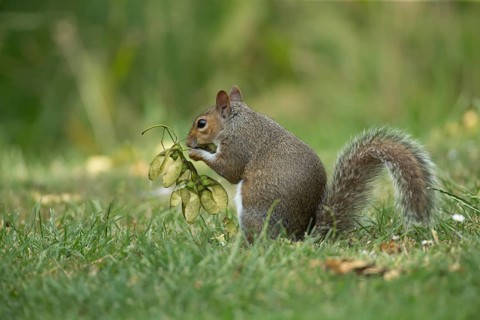 Grey squirrel (Sciurus carolinensis) adult animal feeding on seeds from a Sycamore tree on a garden