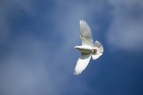 White or Release dove (Columba livia domestica) adult bird in flight, England, United Kingdom,